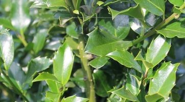 Ilex Blue Maid kopen | Blauwe hulst| Gardline