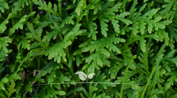 Thuja Brabant