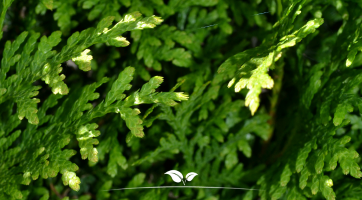 Thuja kopen | Gezonde Thujaplanten tegen scherpe prijzen | Gardline