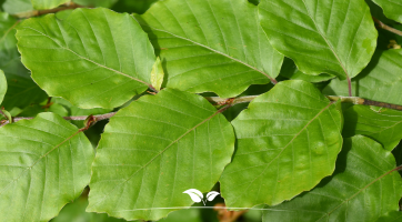 Beuk (Carpinus en Fagus)