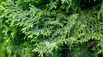 Thuja Smaragd