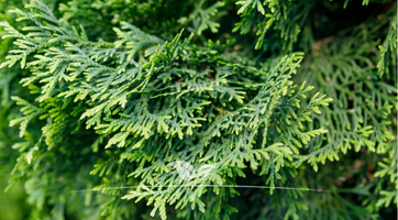 Thuja Smaragd | Levensbomen kopen | Gardline