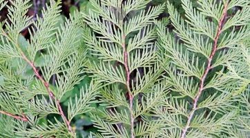Levensboom plicata Martin kopen, groenblijvend en winterhard