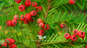 Taxus kopen | Venijnbomen | Gardline