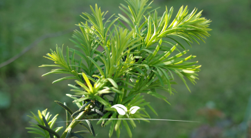 Taxus baccata kopen | Venijnboom | Gardline