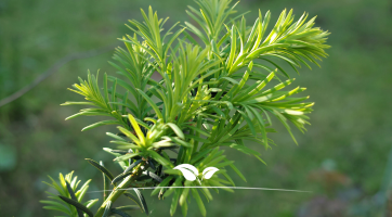 Venijnboom Taxus baccata kopen | Gardline