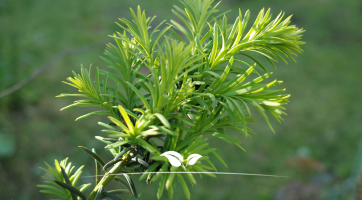 Taxus baccata kopen | Gardline