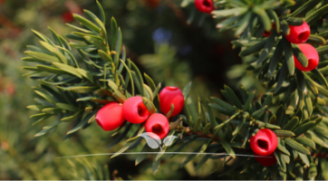Taxus media Hicksii