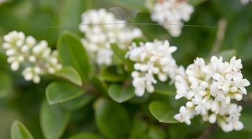 Wintergroene Liguster Atrovirens