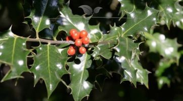 Hulst (Ilex)