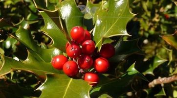 Hulst Blue Angel (Ilex) voordelig kopen | Gardline