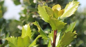 Ilex Blue Prince (Hulst) kopen | Gardline Boomkwekerijen