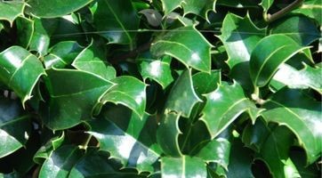 Ilex meserveae Heckenpracht (Hulst) kopen | Gardline