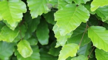 Groene Beuk