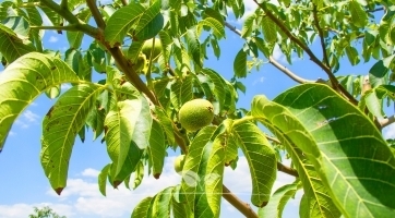 Walnotenboom kopen | Topkwaliteit bij Gardline