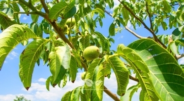 Walnotenboom kopen | Fruitbomen bij Gardline