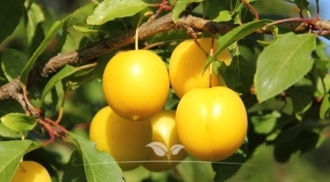 Pruimenboom kopen | Fruitbomen kopen bij Gardline