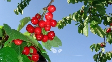 Kersenboom kopen | Fruitbomen kopen bij Gardline