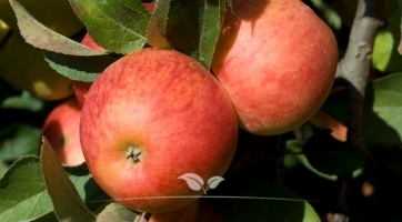 Appelboom kopen | Fruitbomen koop je bij Gardline!