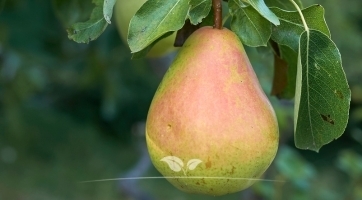 Perenboom kopen | Fruitbomen koop je bij Gardline!