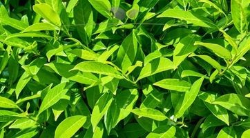 Laurier Caucasica
