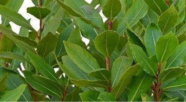 Laurier Reynvaanii (Prunus) online bestellen | Gardline