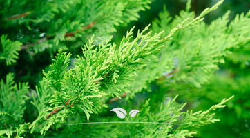 Voordelig de Leylandcipres kopen | Gardline