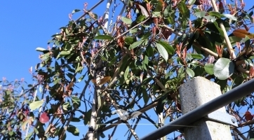 Leiphotinia