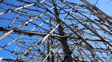Leiamberboom kopen | Topkwaliteit bij Gardline