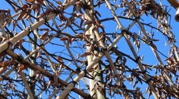 Leihaagbeuk kopen | Leibomen | Gardline