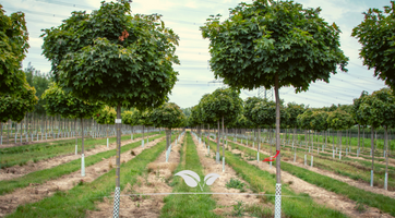 Bolbomen kopen | Gardline - Jouw online tuincentrum!