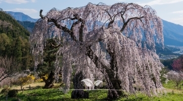 Treurbomen