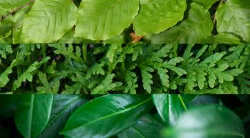 Haagplanten kopen | Breed assortiment | Gardline
