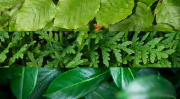 Haagplanten kopen | Coniferen, Laurieren en meer bij Gardline!