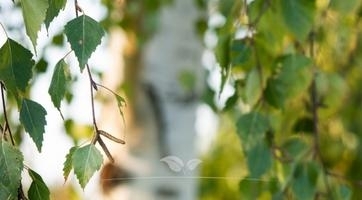 Berk bomen | Topkwaliteit bij Gardline