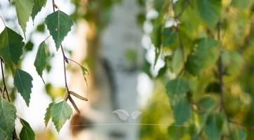 Berk kopen | Betula | Gardline