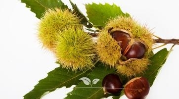 Kastanjeboom kopen | Castanea sativa | Gardline