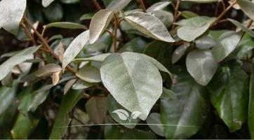 Wilg bomen | Topkwaliteit bij Gardline