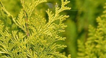 Gele Californische Cipres kopen | Gardline Boomkwekerijen