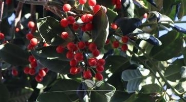 Hulst boom kopen | Ilex Nellie Stevens | Gardline