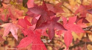 Amberboom kopen | Liquidambar | Gardline