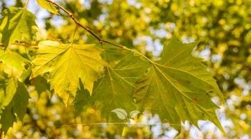 Plataan bomen | Topkwaliteit bij Gardline