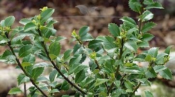 Ilex Heckenfee (Hulst) kopen | Gardline Boomkwekerijen