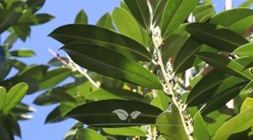 Laurier bomen | Topkwaliteit bij Gardline