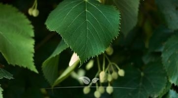 Linde bomen | Topkwaliteit bij Gardline