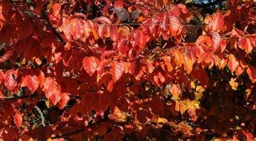 Rode beuk kopen | Fagus sylvatica Atropunicea | Gardline