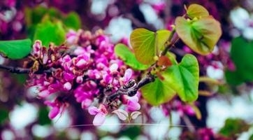 Judasboom sierbomen | Topkwaliteit bij Gardline