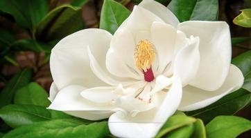 Magnolia