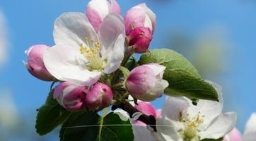 Sierappel sierbomen | Topkwaliteit bij Gardline