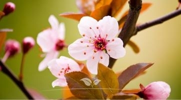 Kerspruim kopen | Prunus cerasifera 'Nigra' | Gardline